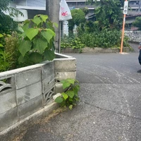 画像255