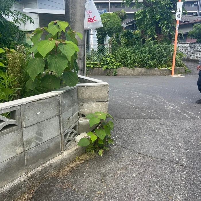 画像255